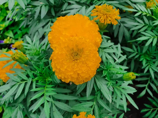 Gyönyörű Körömvirág Tagetes Erecta Mexikói Azték Vagy Afrikai Marigold Kertben — Stock Fotó
