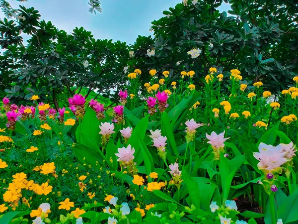 Színes Siam Tulipánok Nagy Látószögű Nézet — Stock Fotó