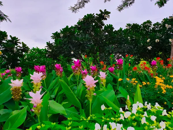 Színes Siam Tulipánok Nagy Látószögű Nézet — Stock Fotó