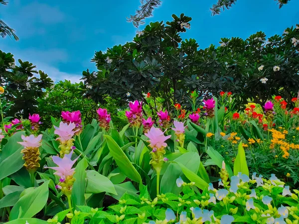 Цветные Сиамские Тюльпаны Высоким Углом Обзора — стоковое фото