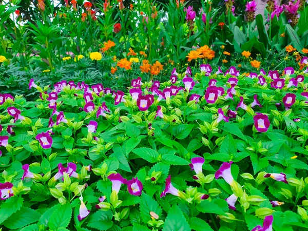 Tuin Gemaakt Van Meerdere Kleurrijke Gevarieerde Bloemen — Stockfoto