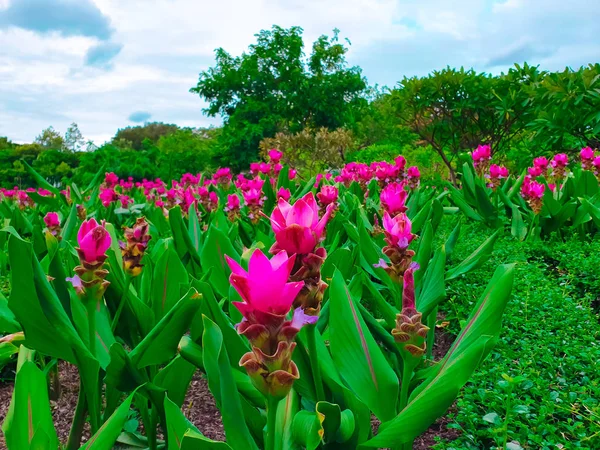 Színes Siam Tulipánok Nagy Látószögű Nézet — Stock Fotó