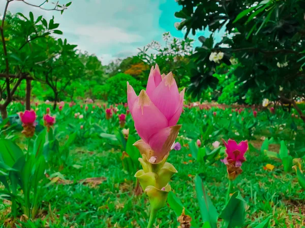 Színes Siam Tulipánok Nagy Látószögű Nézet — Stock Fotó