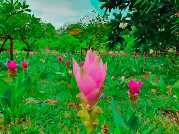 Kleurrijke Siam Tulpen High Angle View — Stockfoto