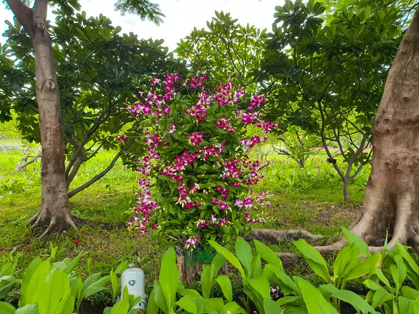ดอกกล วยไม นสดใสในสวนท าให กสดช นและสวยงาม — ภาพถ่ายสต็อก