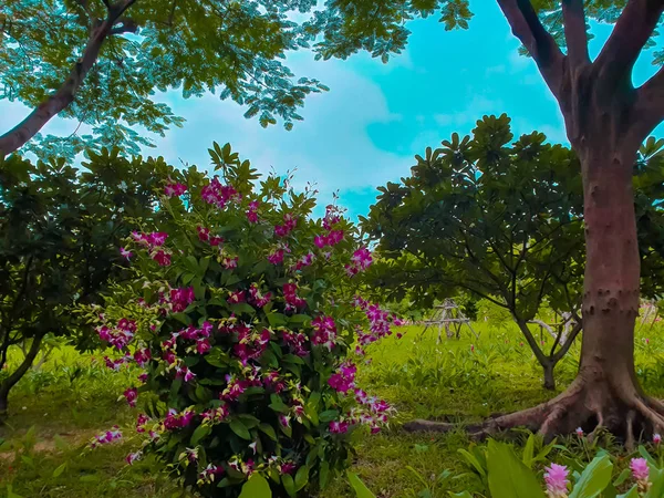 Farbenfrohe Orchideenblüten Garten Machen Das Gefühl Frisch Und Schön — Stockfoto