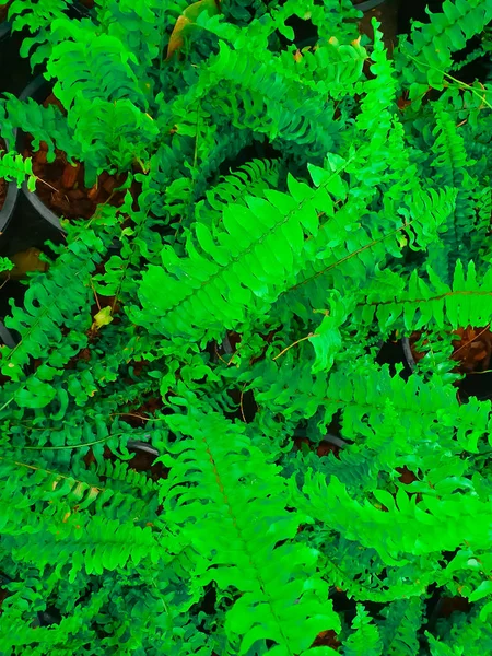在阳光下 丰满的蕨类叶绿叶自然植物蕨类植物背景 — 图库照片