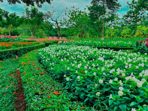 Tuin Gemaakt Van Meerdere Kleurrijke Gevarieerde Bloemen — Stockfoto