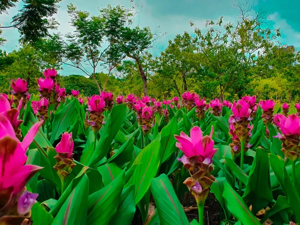 Színes Siam Tulipánok Nagy Látószögű Nézet — Stock Fotó