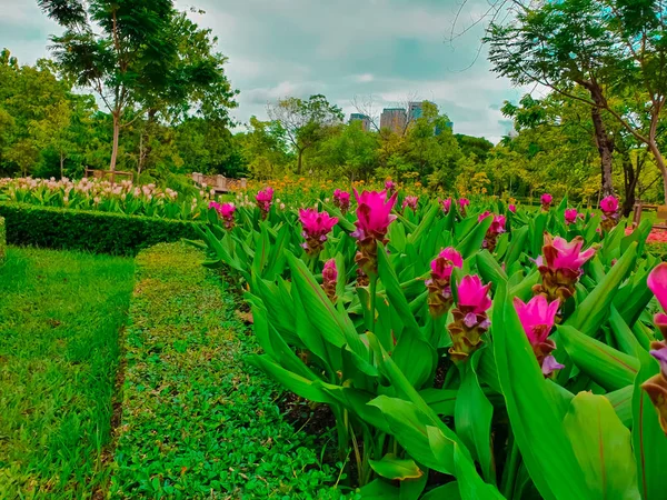 Színes Siam Tulipánok Nagy Látószögű Nézet — Stock Fotó