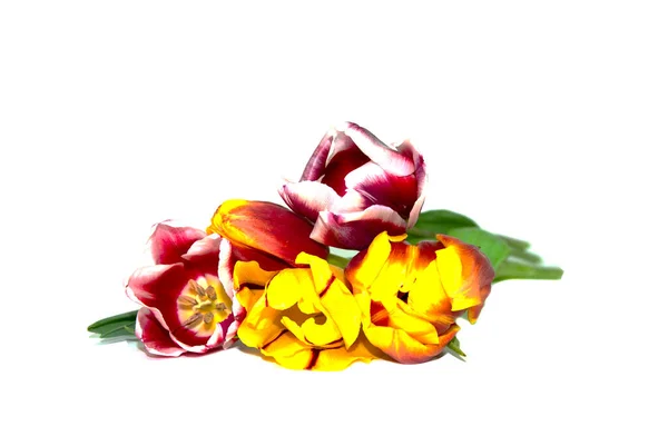 Multicolored tulips a bouquet. — Stock Photo, Image