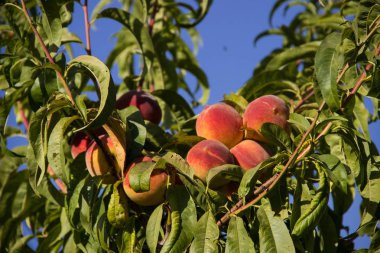 Olgun şeftaliler ağaçta