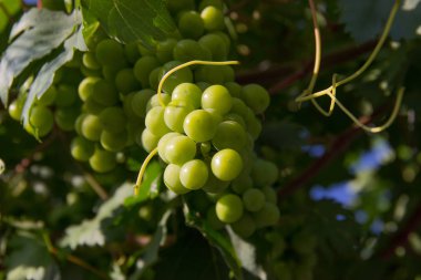 bir dal üzerinde yeşil üzüm. Hasat