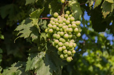 bir dal üzerinde yeşil üzüm. Hasat