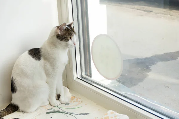 Cat Sitting Looking Out Window — Stock Photo, Image