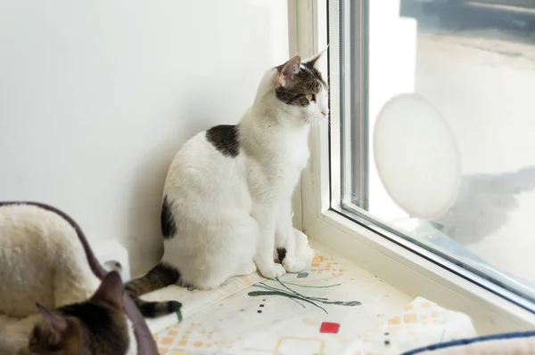 Cat Sitting Looking Out Window — Stock Photo, Image