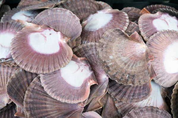 Monte Conchas Perto — Fotografia de Stock