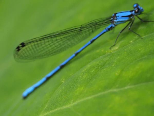 Libélula azul —  Fotos de Stock