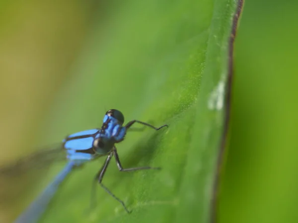 Blue Dragonfly — Stock Photo, Image