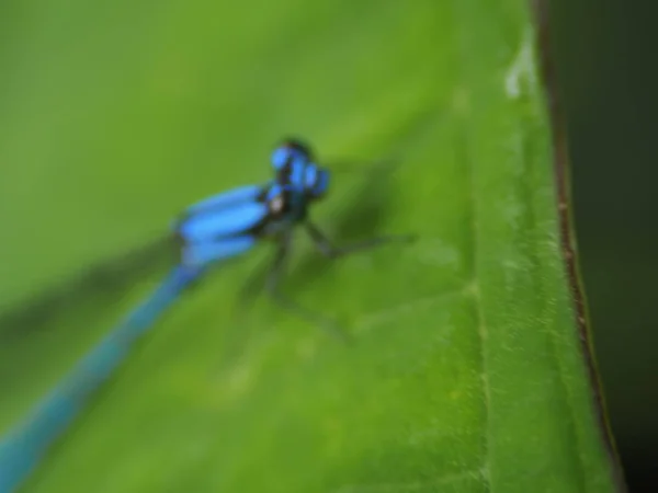 Blue Dragonfly — Stock Photo, Image
