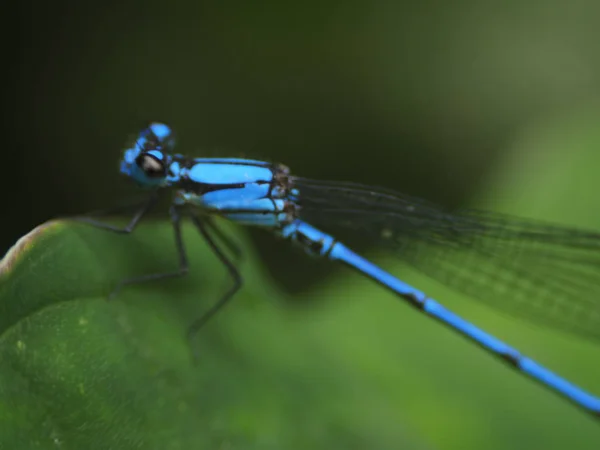 Blaue Libelle — Stockfoto