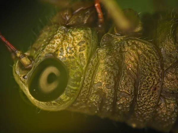 Morning Bugs — Stock Photo, Image