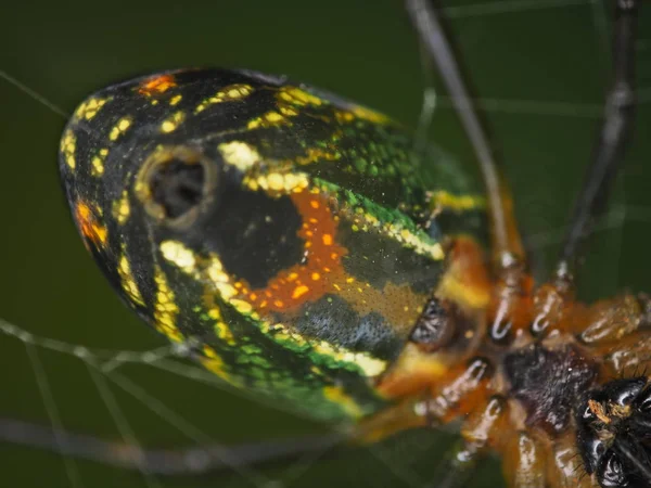 Dört Sabah Bugs — Stok fotoğraf