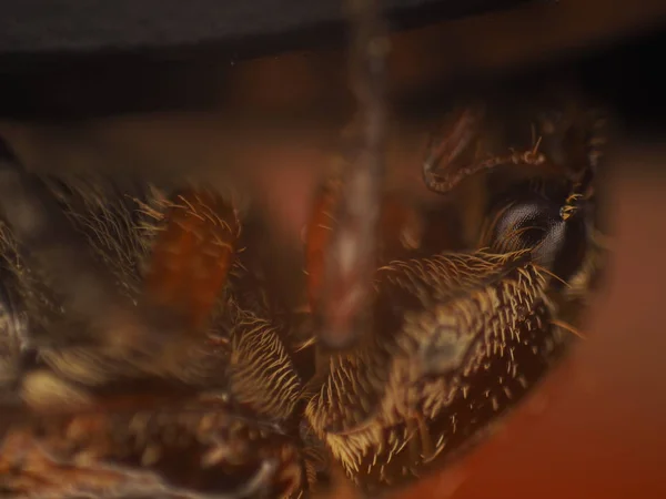 Исследования девятимиллиметрового жука — стоковое фото