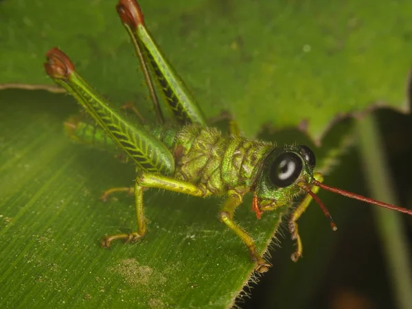 Зеленый кузнечик с большими глазами — стоковое фото