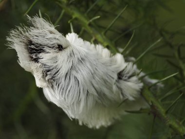 Megalopyge opercularis (Donald Trump Caterpillar)