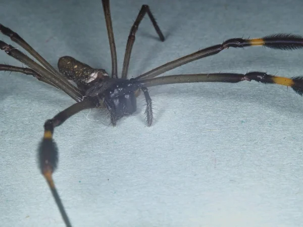 Golden Web Spider — Fotografie, imagine de stoc