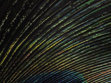 Tavus kuşu tüyü makro