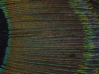 Tavus kuşu tüyü makro