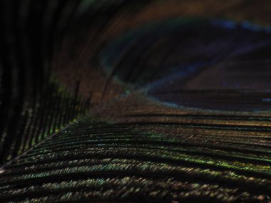 Tavus kuşu tüyü makro