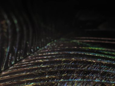 Tavus kuşu tüyü makro