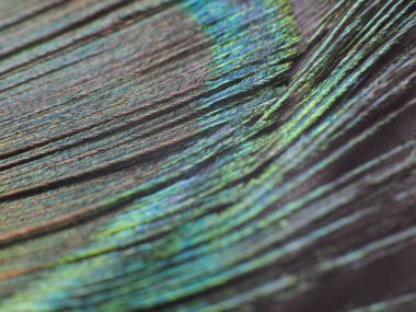 Tavus kuşu tüyü makro