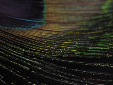 Tavus kuşu tüyü makro