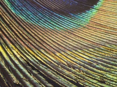 Tavus kuşu tüyü makro