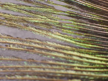 Tavus kuşu tüyü makro