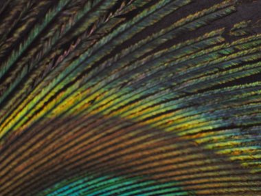 Tavus kuşu tüyü makro