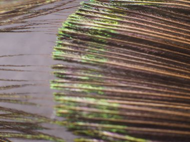 Tavus kuşu tüyü makro