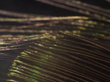 Tavus kuşu tüyü makro