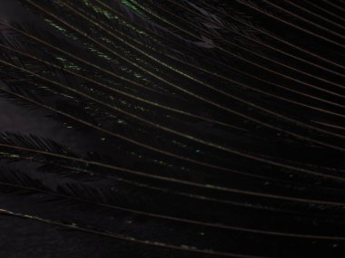 Tavus kuşu tüyü makro