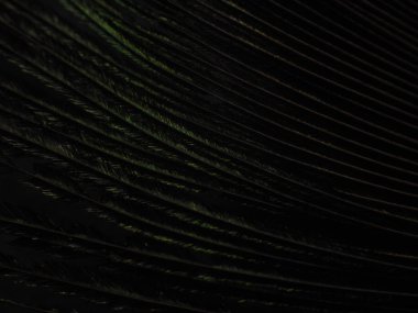 Tavus kuşu tüyü makro