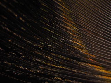 Tavus kuşu tüyü makro