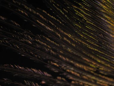 Tavus kuşu tüyü makro