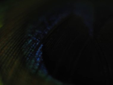 Tavus kuşu tüyü makro