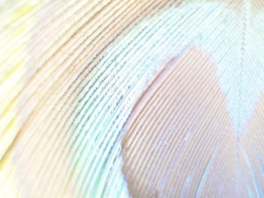 Tavus kuşu tüyü makro