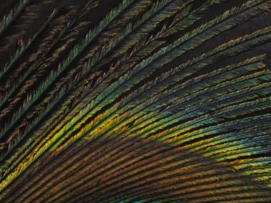 Tavus kuşu tüyü makro