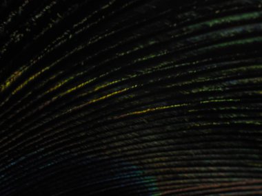 Tavus kuşu tüyü makro